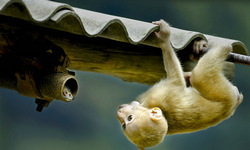 Golden monkey Logo